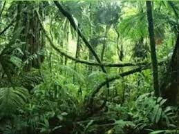 Rain forest