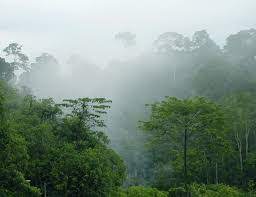 Rain forest