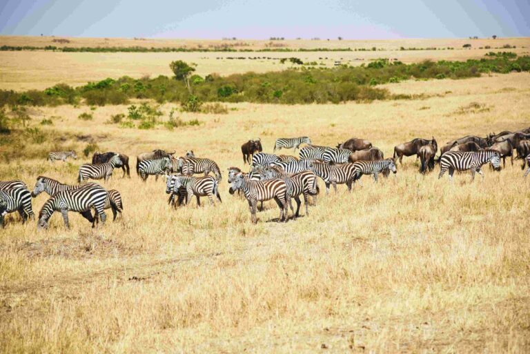 Travel destinations in Kenya
